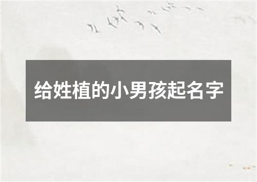 给姓植的小男孩起名字