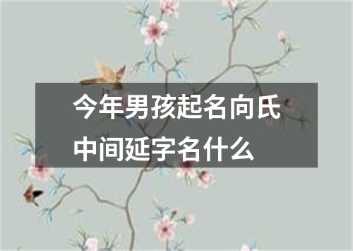 今年男孩起名向氏中间延字名什么