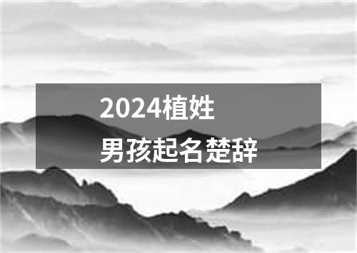 2024植姓男孩起名楚辞