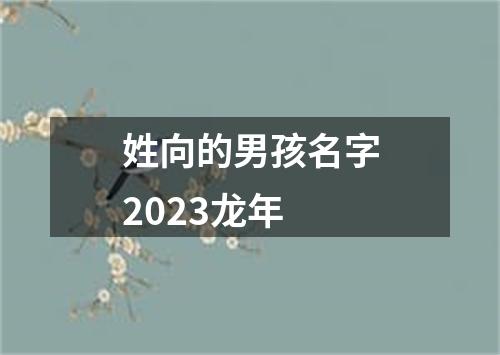 姓向的男孩名字2023龙年