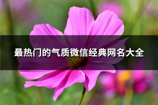 最热门的气质微信经典网名大全(优选538个)