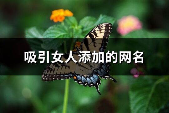 吸引女人添加的网名(精选476个)