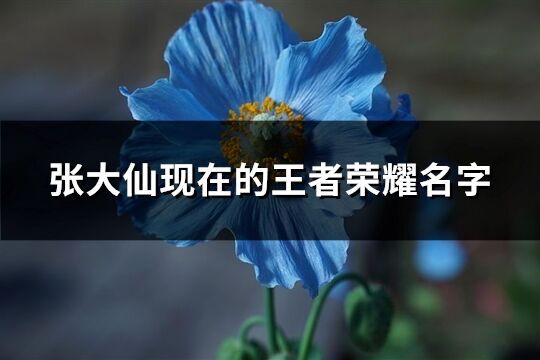 张大仙现在的王者荣耀名字(精选62个)