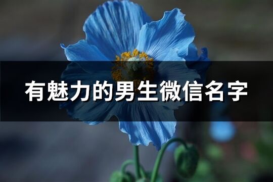 有魅力的男生微信名字(共250个)