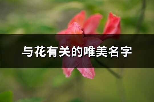 与花有关的唯美名字(精选60个)