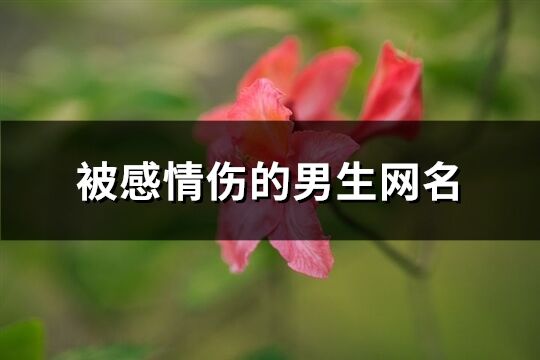 被感情伤的男生网名(精选247个)