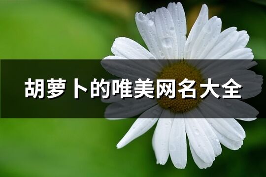 胡萝卜的唯美网名大全(精选73个)