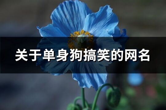 关于单身狗搞笑的网名(精选156个)