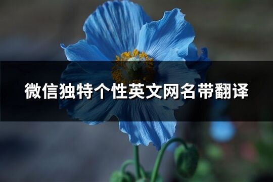 微信独特个性英文网名带翻译(精选146个)