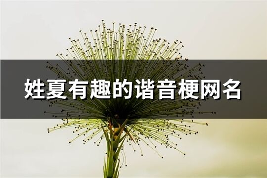 姓夏有趣的谐音梗网名(精选136个)