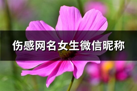 伤感网名女生微信昵称(精选599个)