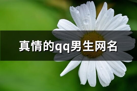 真情的qq男生网名(精选441个)