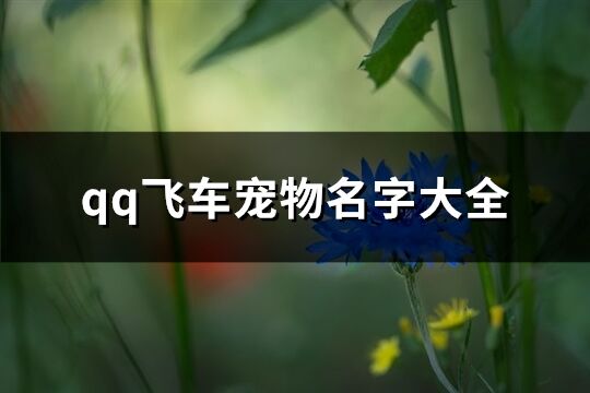 qq飞车宠物名字大全(共336个)