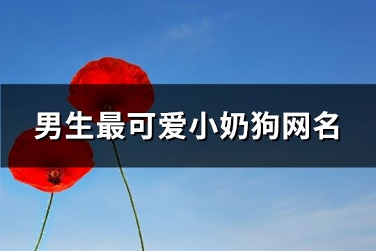 男生最可爱小奶狗网名(精选171个)